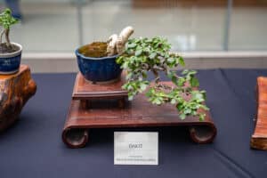 Dakit Bonsai Plant