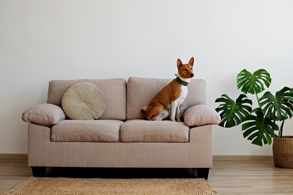 Cute dog sitting on a couch.
